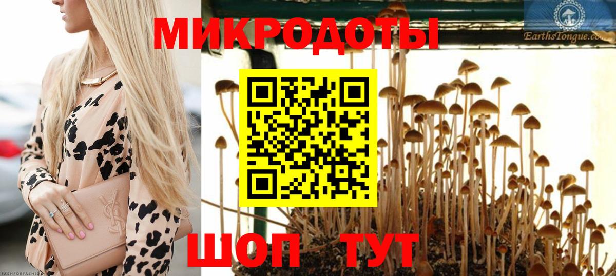 Псилоцибиновые грибы Psilocybe Волоколамск
